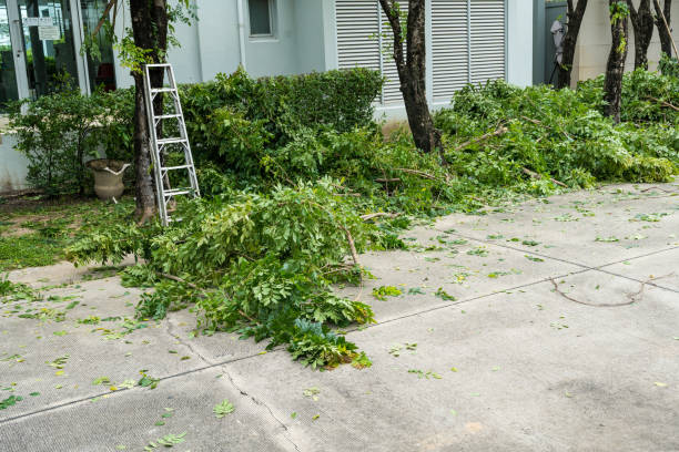 How Our Tree Care Process Works  in  Plymouth, MN